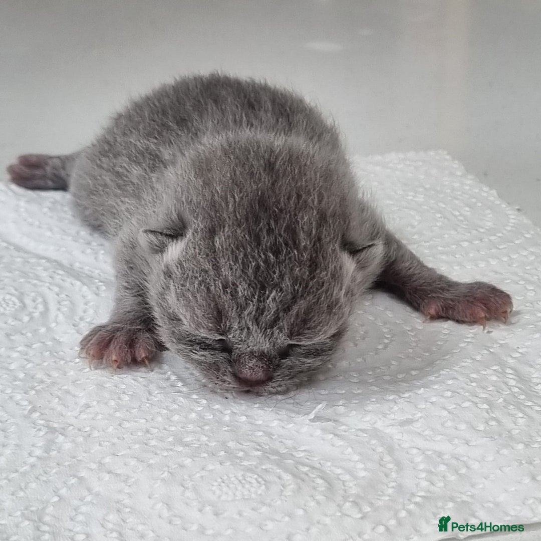 British Shorthair cats for sale: Beautiful British Short hair Blue kittens for sale - Image 9