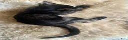 Burmese cats for sale: Cuddly Cream boy & Two beautiful Black Torties - Advert 21