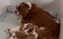 Cavapoo dogs for sale: Miniature Australian Cavadoodles - Image 5