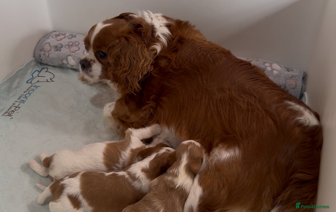 Cavapoo dogs for sale: Miniature Australian Cavadoodles - Image 5