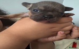 Mixed Breed dogs for sale: Frenglish puppies  - Image 3