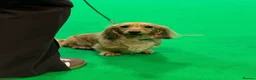 Miniature Dachshund dogs for sale: Miniature Long haired Dachshunds - Shaded Cream in Swindon - Advert 7