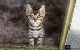 Bengal cats for sale: 🤎 WORLD CLASS BENGAL KITTENS 🤎 - Image 5