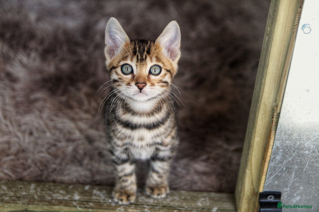 Bengal cats for sale: 🤎 WORLD CLASS BENGAL KITTENS 🤎 - Image 5
