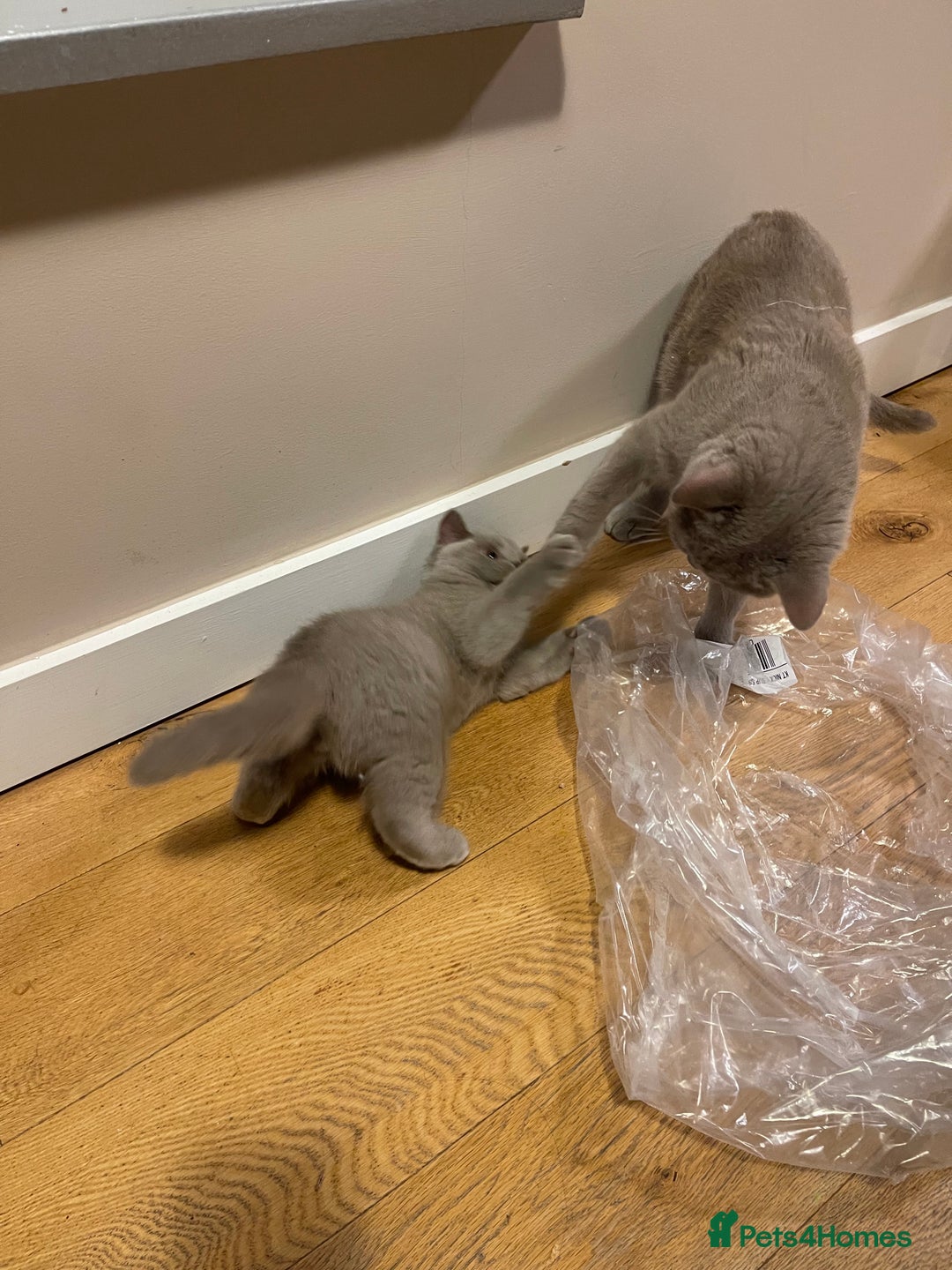 British Shorthair cats for sale: British Shorthair, Ready to be rehomed - Advert 4