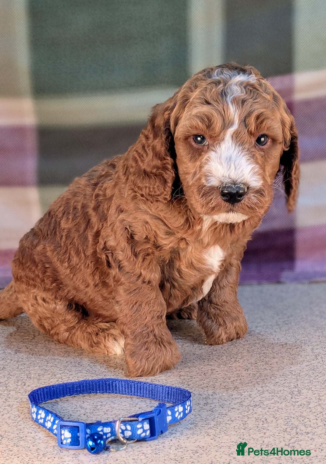 Cockapoo dogs for sale: F1B Cockapoo Puppies Ready for Their Forever Home. - Image 11