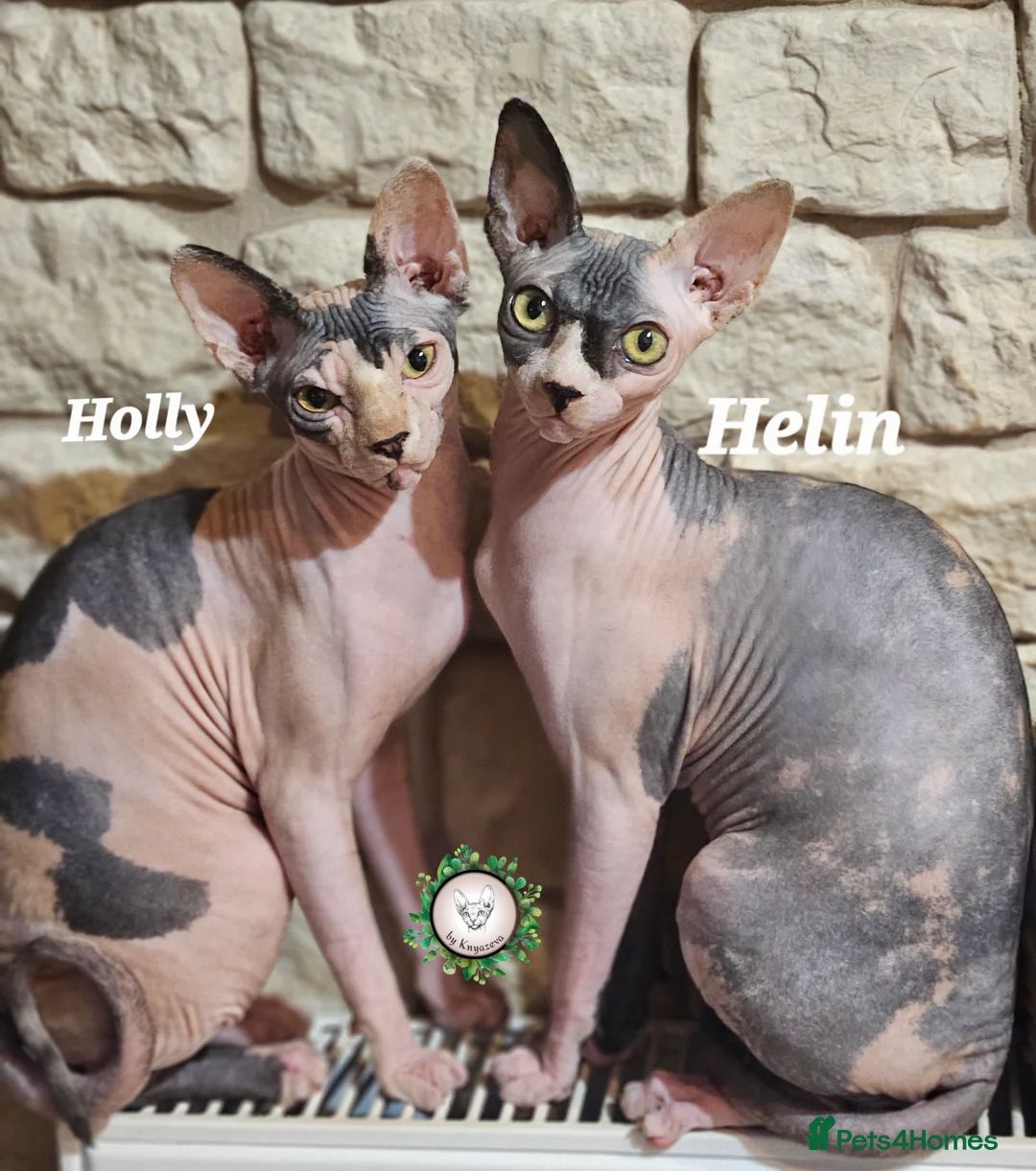 Sphynx cats for sale: Beautiful Canadian Sphynx Champion father line ❤️  - Advert 1