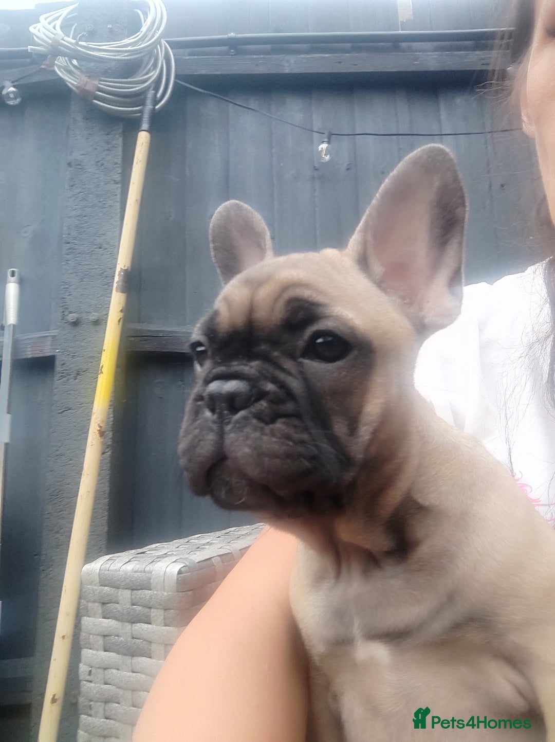 French Bulldog dogs for sale: French bulldog puppy  - Image 5