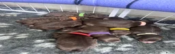 Sproodle dogs for sale: Chocolate sproodle F1b puppies  in Hull - Advert 3