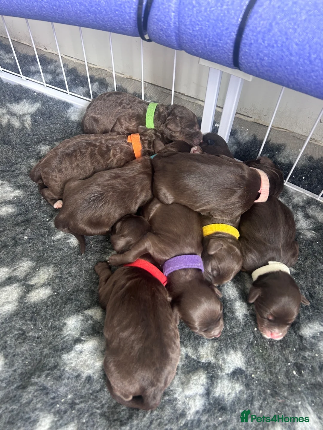 Sproodle dogs for sale: Chocolate sproodle F1b puppies  in Hull - Advert 3