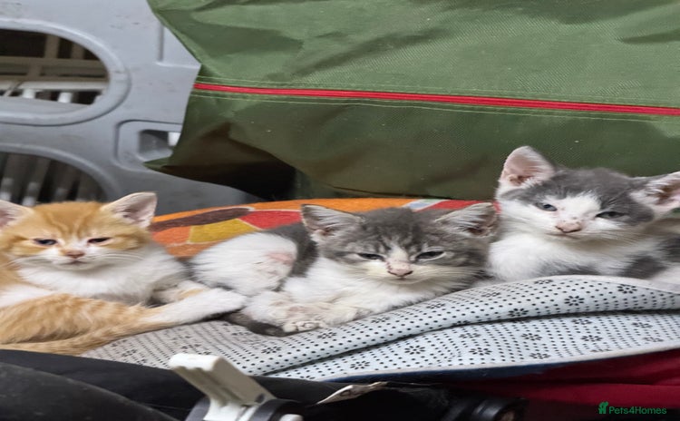 Mixed Breed cats - Advert 11