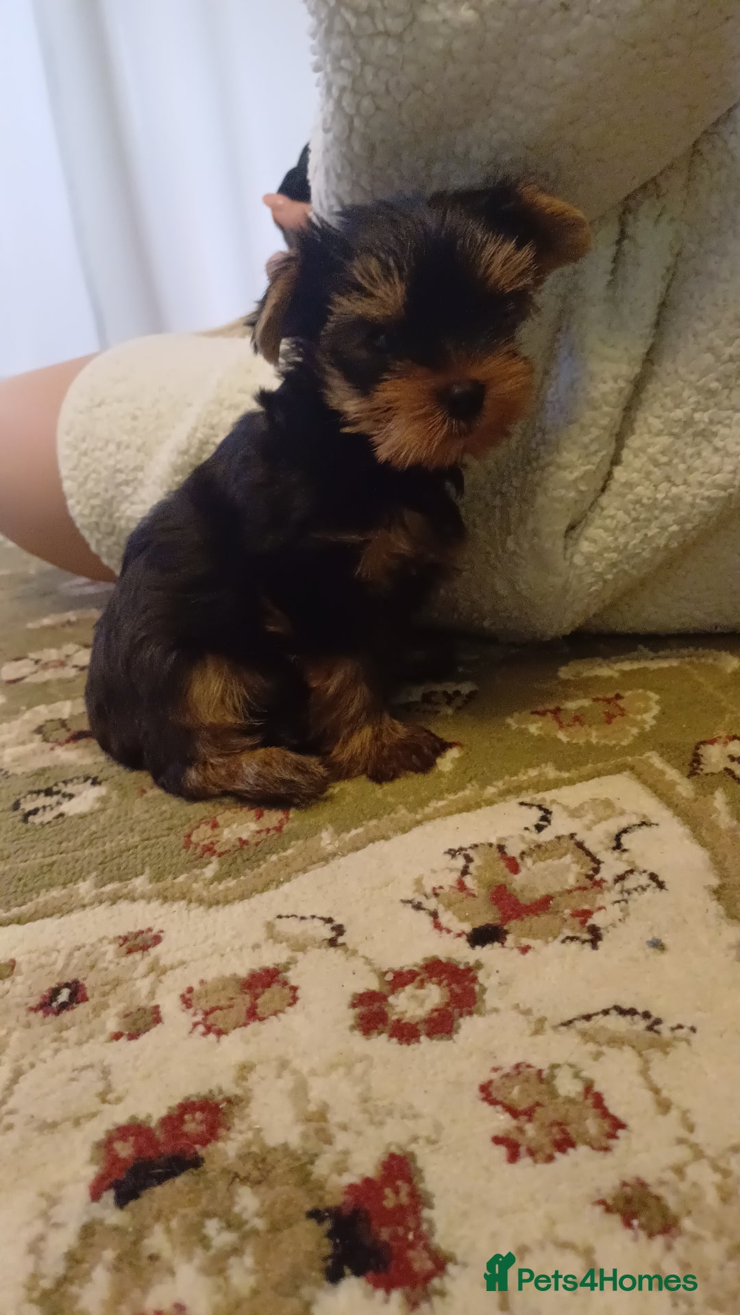Yorkshire Terrier dogs for sale: Piece of Happiness!!! - Image 5