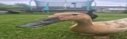 Ducks poultry for sale: Indian runner ducks in Worksop - Advert 2