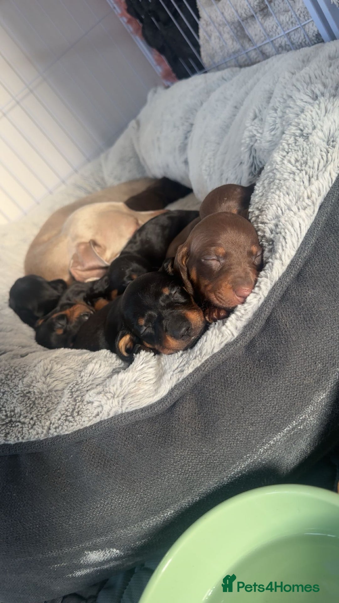Dachshund dogs for sale: Dachshund puppies (2 LEFT) - Advert 8