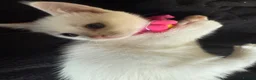 Ragdoll cats for sale: Ragdoll x 1/2 raggie bsh white 8 wks ready now in Lewes - Advert 5