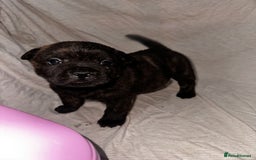 Mixed Breed dogs for sale: Beautiful frow frows for sale - Image 20