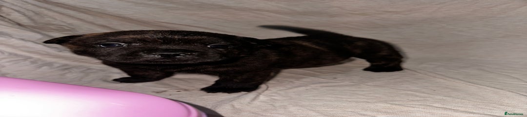 Bixxy
