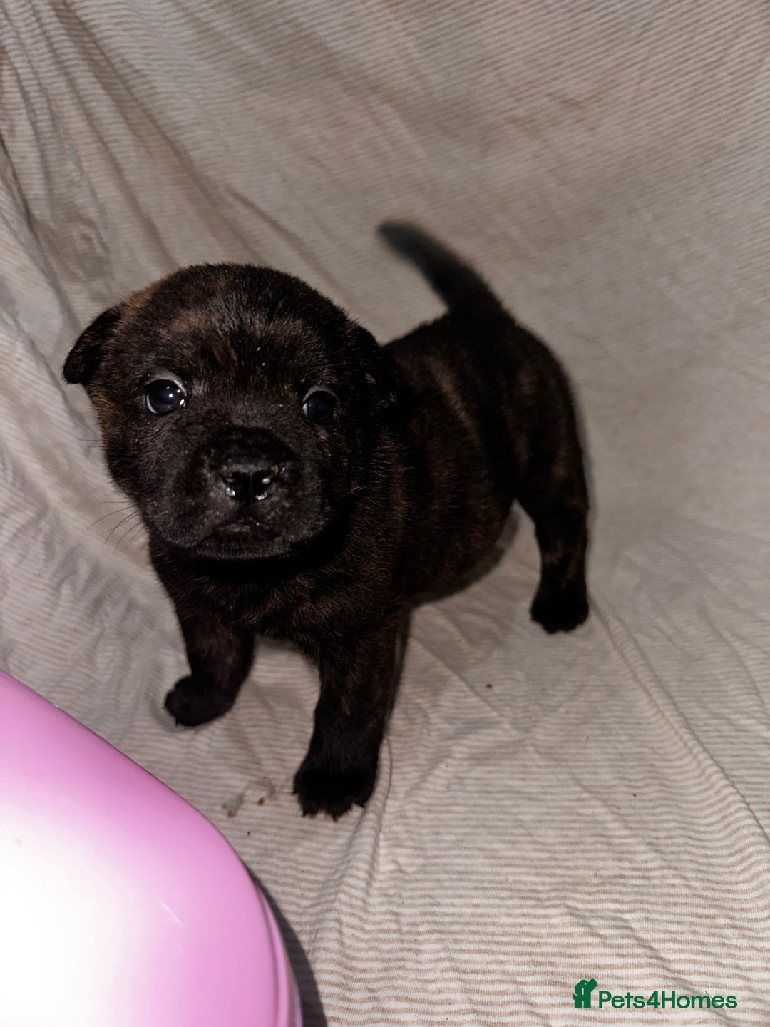 Mixed Breed dogs for sale: Beautiful frow frows for sale - Image 20