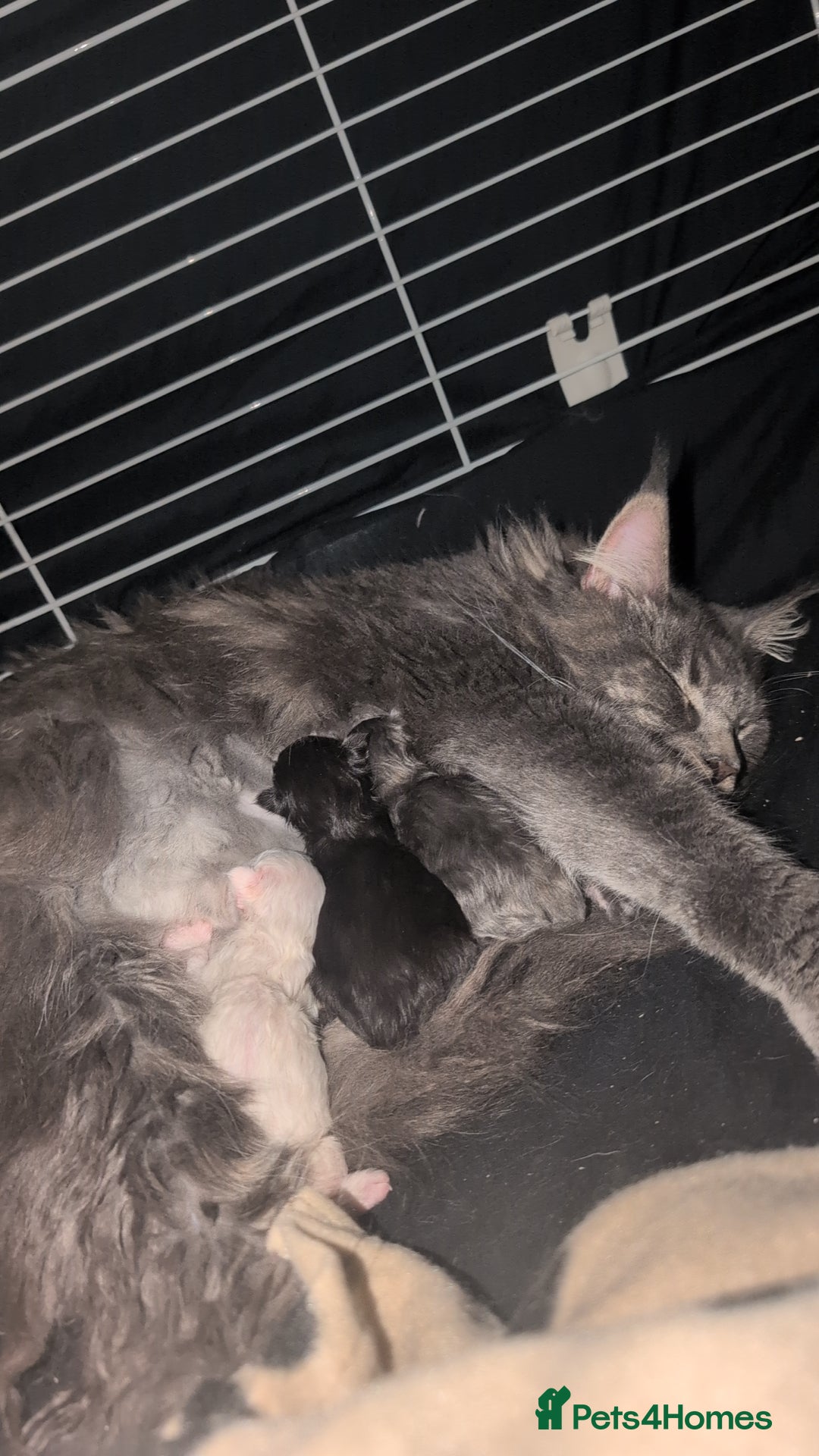 Maine Coon cats for sale: Polydactyl Maine coon babies - Image 5