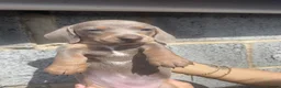 Miniature Dachshund dogs for sale: Beautiful miniature dachshunds  - Advert 9