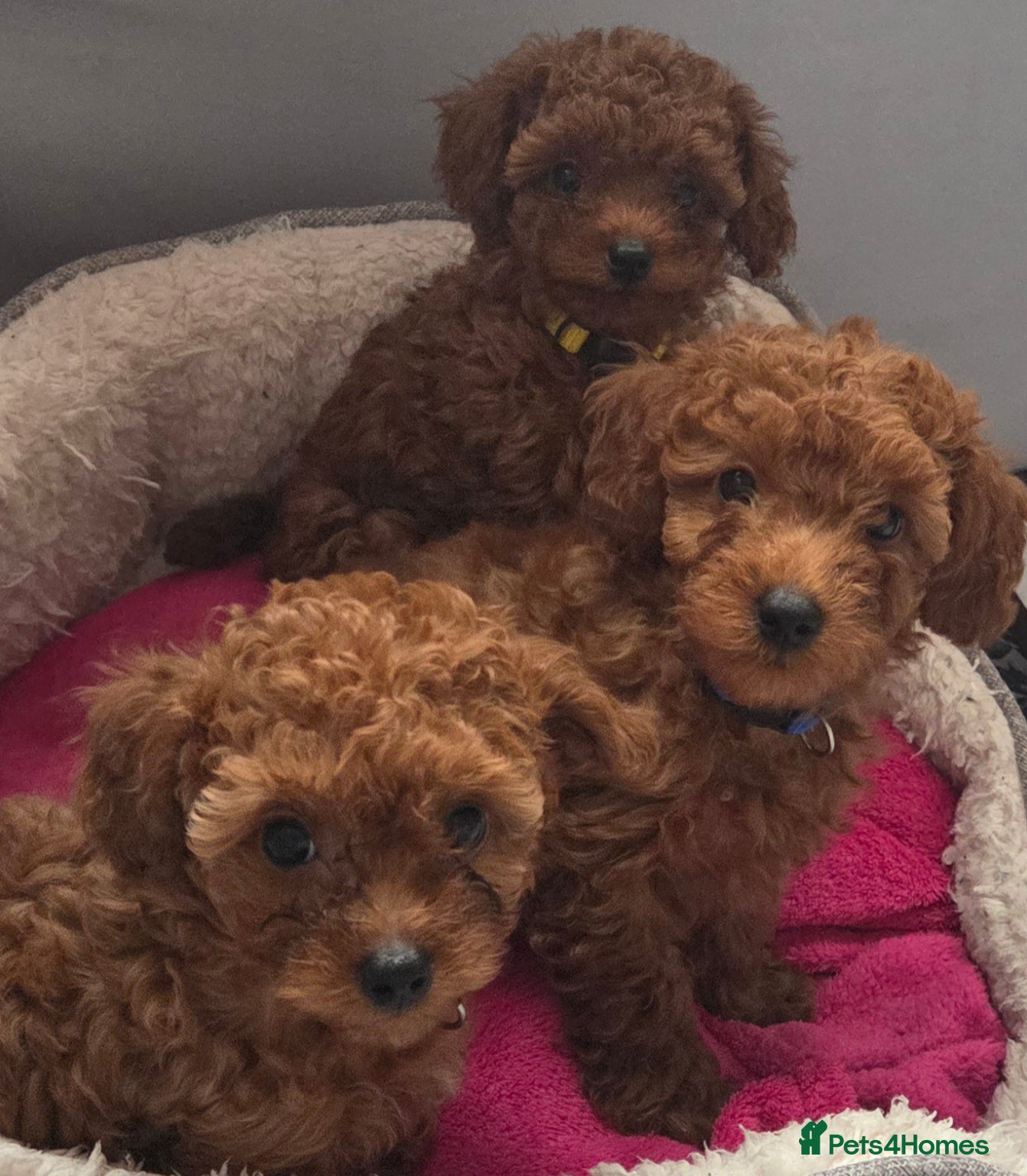 Mixed Breed dogs Toy / Aisan Poodle, Red Puppies - Advert 6