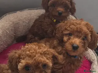 Mixed Breed dogs Toy / Aisan Poodle, Red Puppies - Advert 6