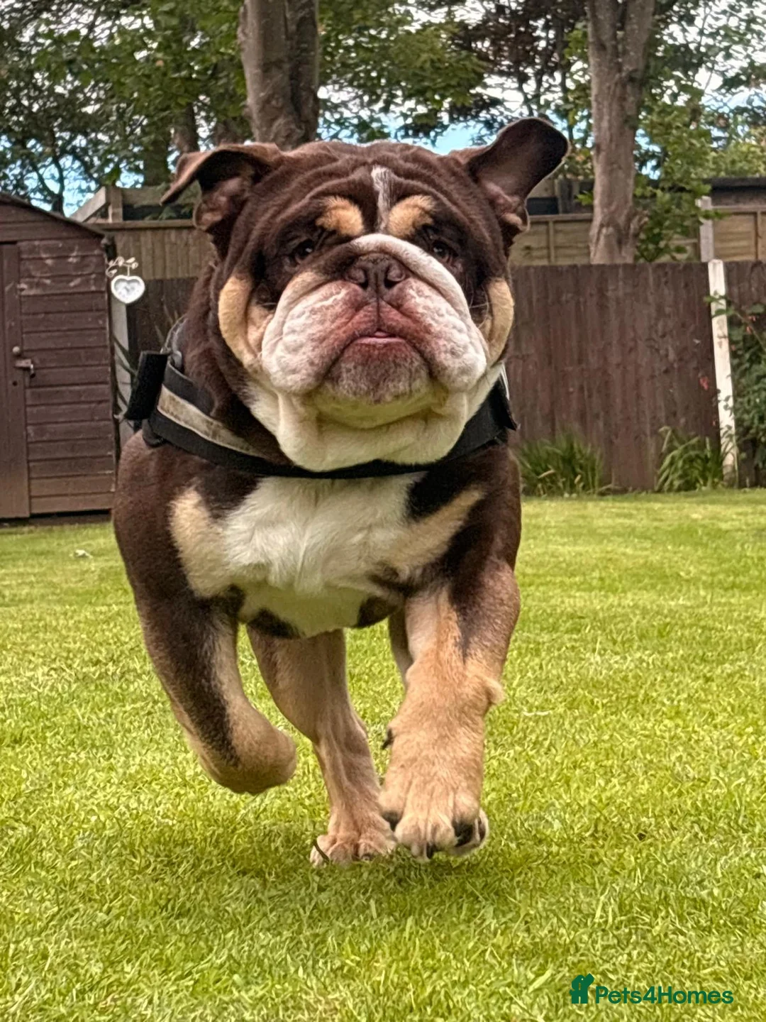 English Bulldog dogs for stud: Chocolate and white rocket Rambo for stud in Walsall - Advert 6