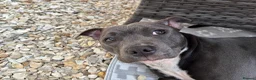 Staffordshire Bull Terrier dogs for sale: Staffordshire Bull Terrier puppies x8 in Swadlincote - Advert 4
