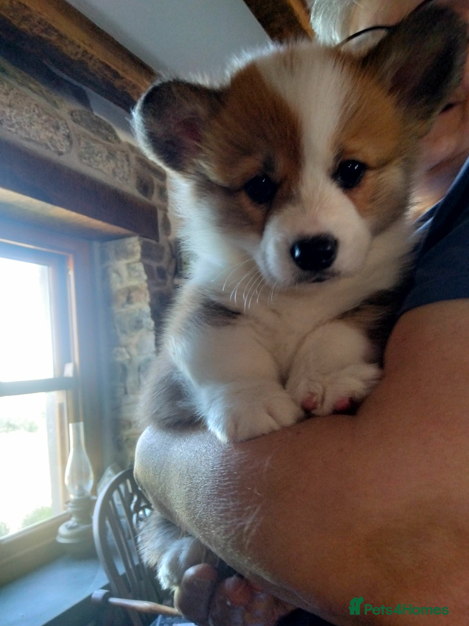 Welsh Corgi Pembroke Puppy 2