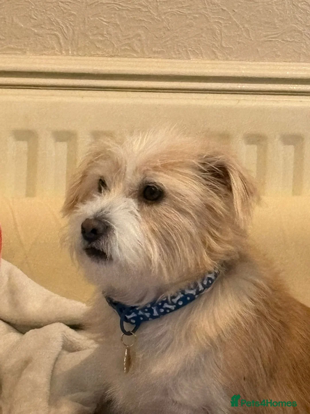 Mixed Breed dogs for adoption: 🐾💛LUCKY, A Cheerful Little Scruffy Companion💛🐾 - Advert 2