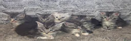 Maine Coon cats for sale: Russian Bloodline Maine coon kittens - Advert 1