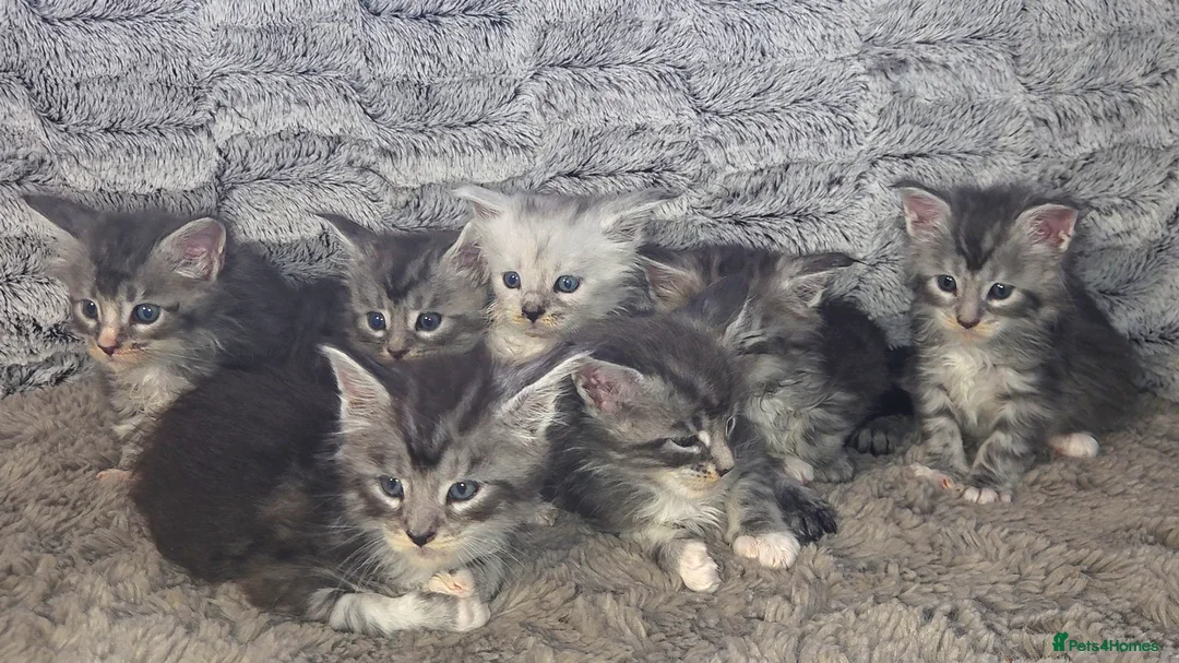 Maine Coon cats for sale: Russian Bloodline Maine coon kittens - Advert 1