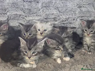 Maine Coon cats Russian Bloodline Maine coon kittens - Advert 2