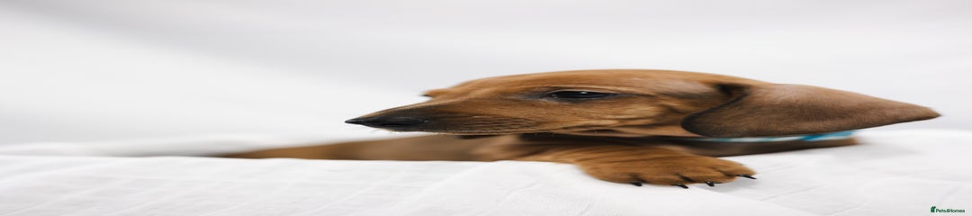 Dachshund Puppy 2