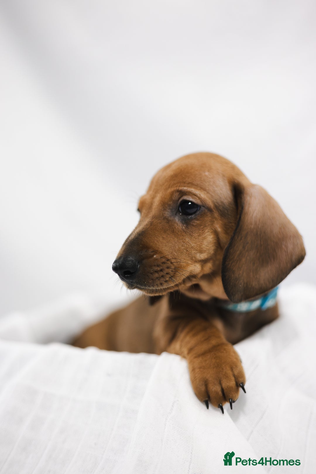 Dachshund dogs for sale: Standard champion bred dachshunds  - Image 23