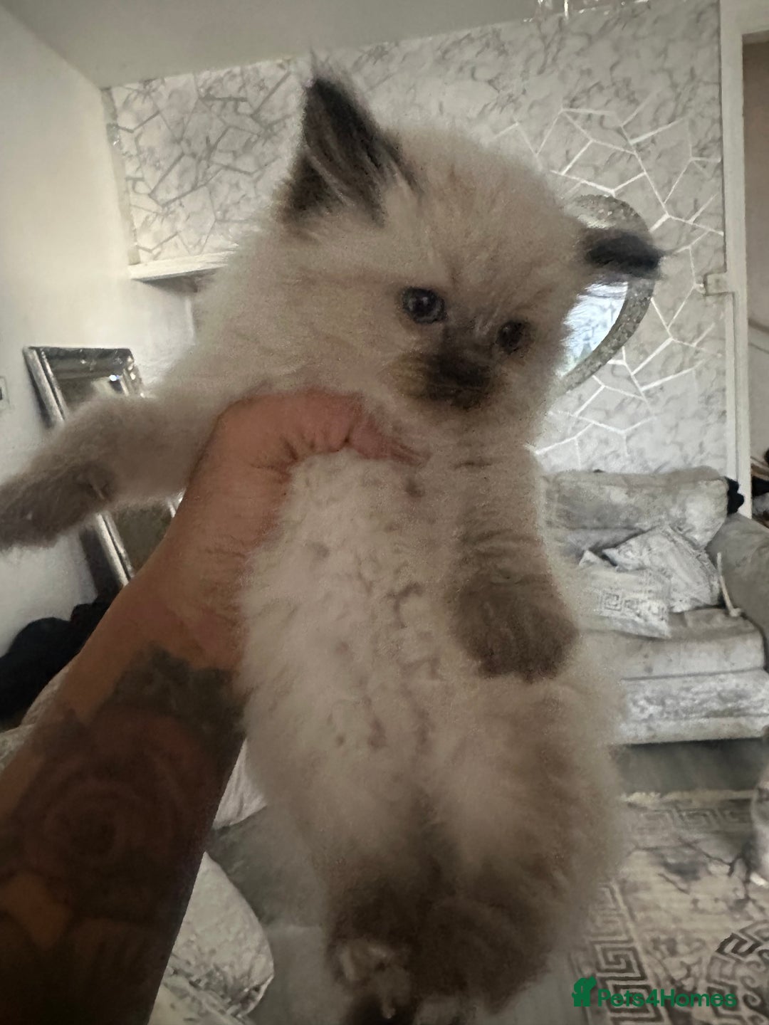 Ragdoll cats for sale: One blue eye female ragdoll kitten - Advert 7