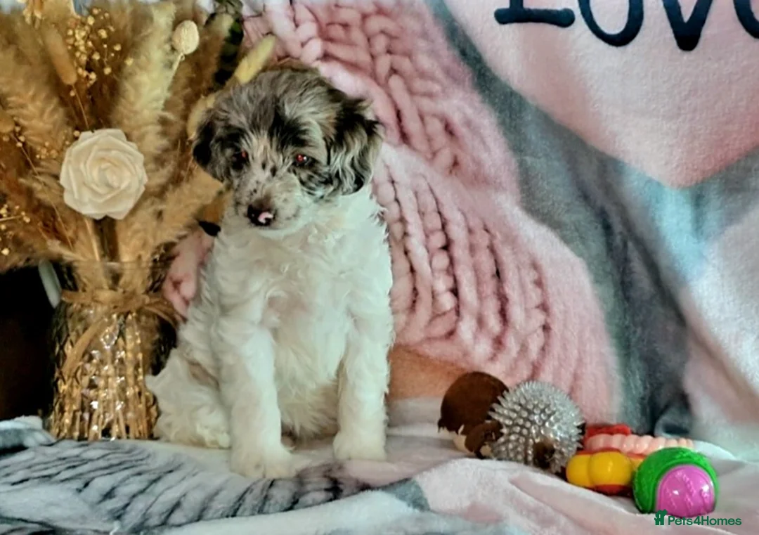 Mixed Breed dogs for sale: STUNNING RARE COLOURS F1B GOLDENDOODLE LITTER - Advert 5