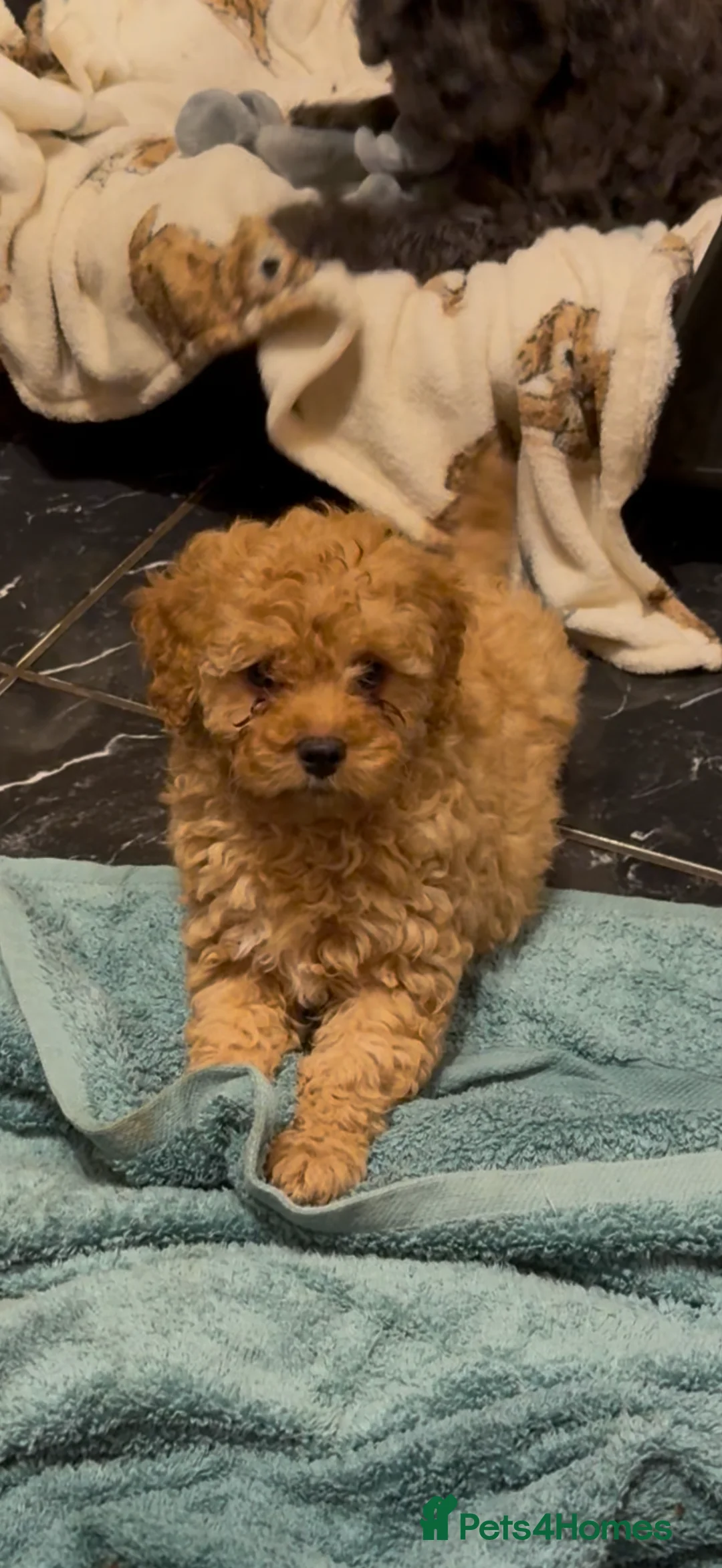 Cavapoo dogs for sale: 5 pups for sale - Advert 8