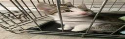 Mixed Breed cats for sale: maincoon x READY TO LEAVE - Advert 3