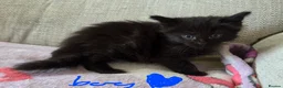 Mixed Breed cats for sale: Four adorable kittens - Advert 16