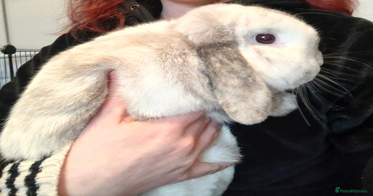 Male White and grey neutered lop rabbit for sale in Consett | Pets4Homes