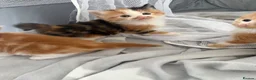 Mixed Breed cats for sale: Beautiful Tabby Cross Ragdoll Kittens  - Advert 11
