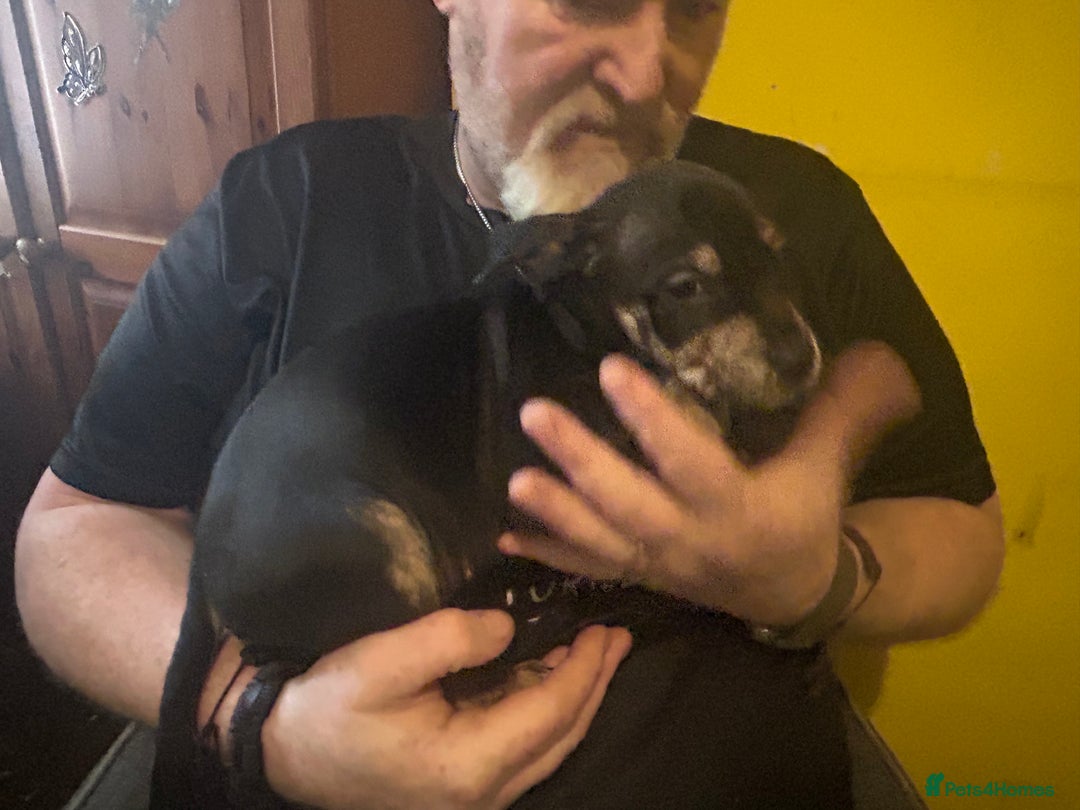 Mixed Breed dogs for sale: Last two beautiful Puppies for Rehoming  - Advert 11