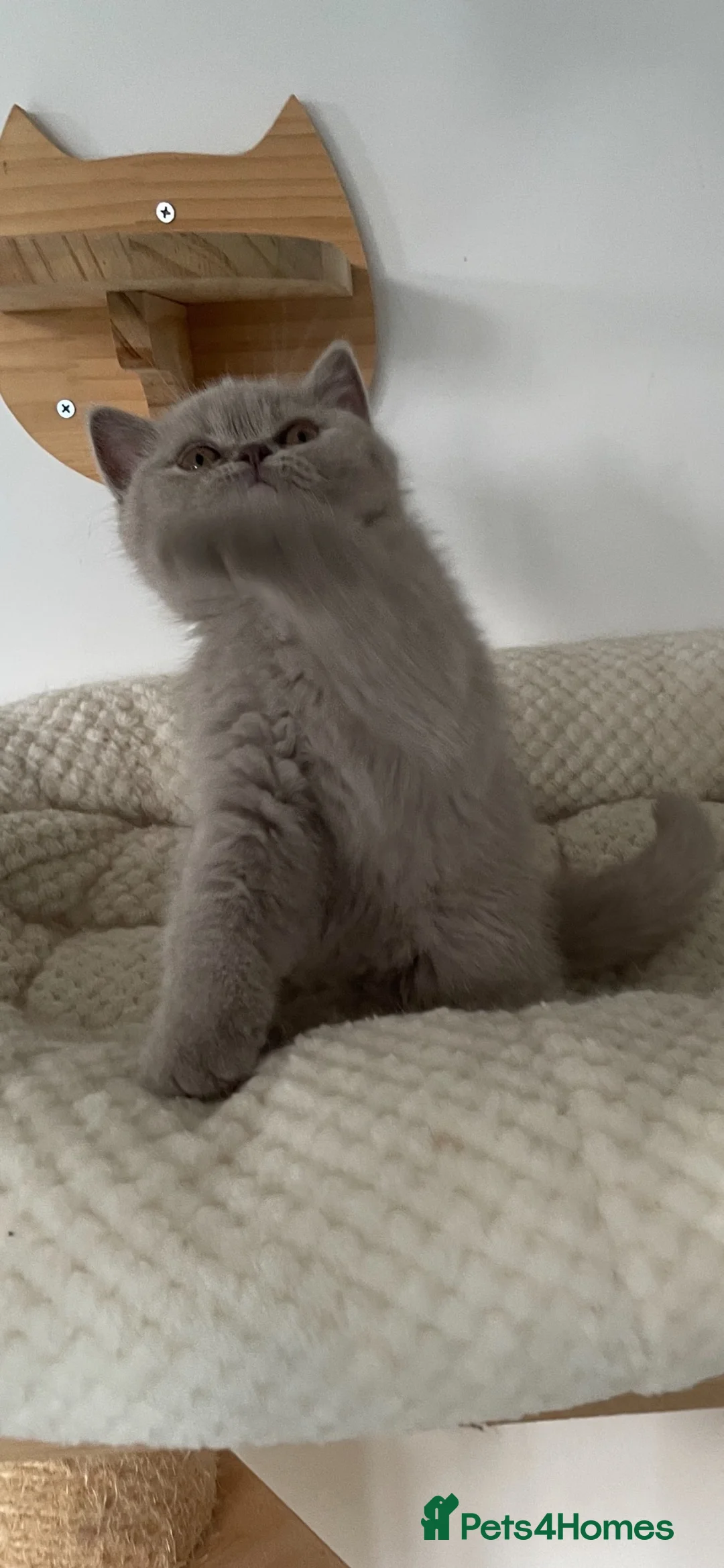 British Shorthair cats for sale: GCCF Champion British Shorthair kitten - Advert 9