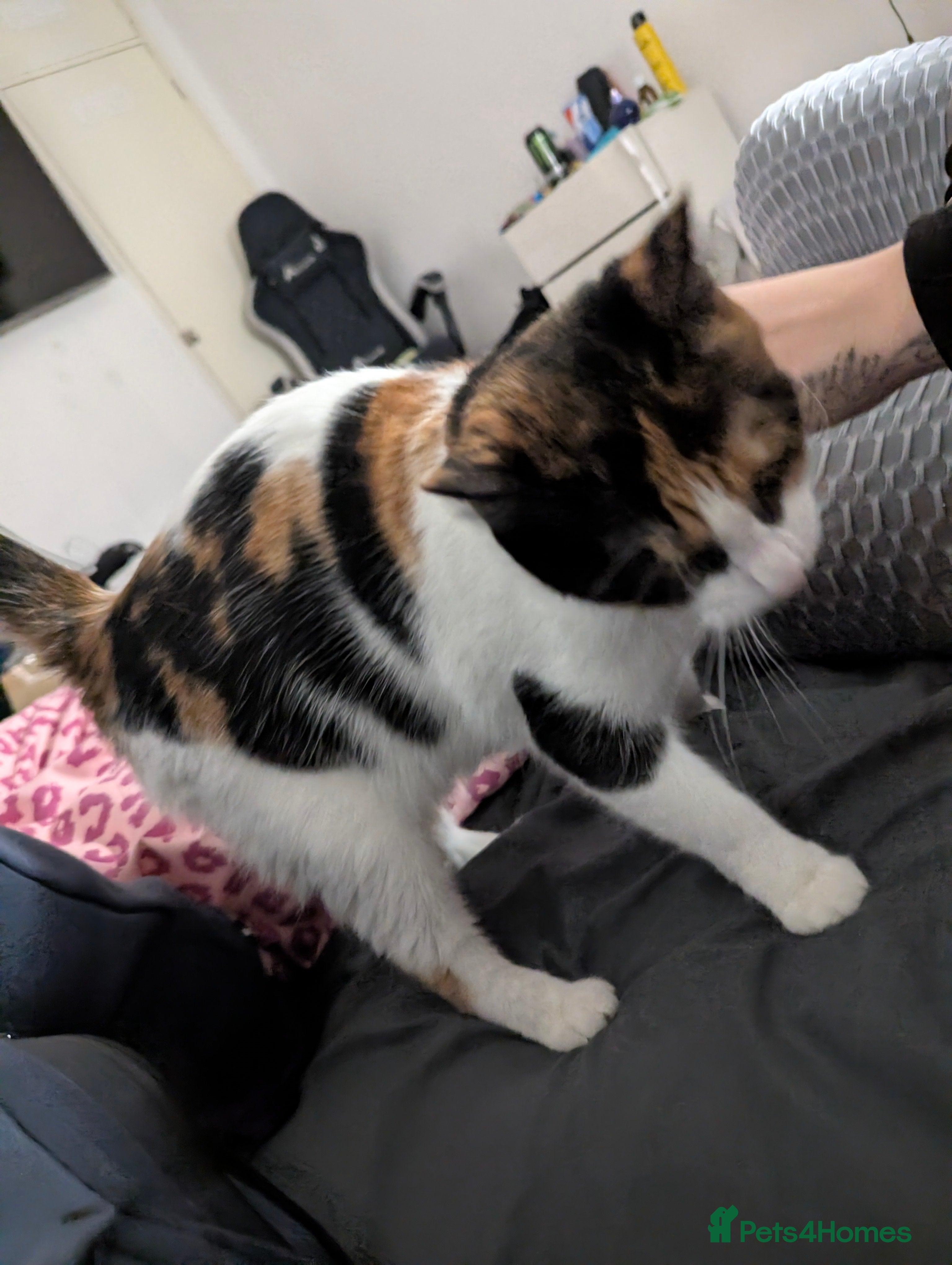 Maine Coon cats 2 week old kittens - Advert 1