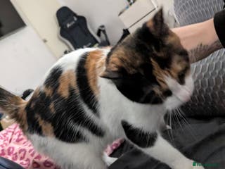 Maine Coon cats 2 week old kittens - Advert 15