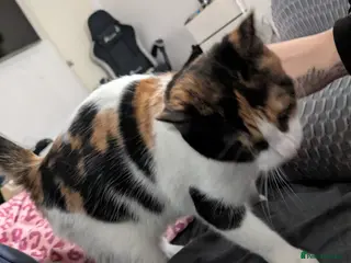 Maine Coon cats 2 week old kittens - Advert 16