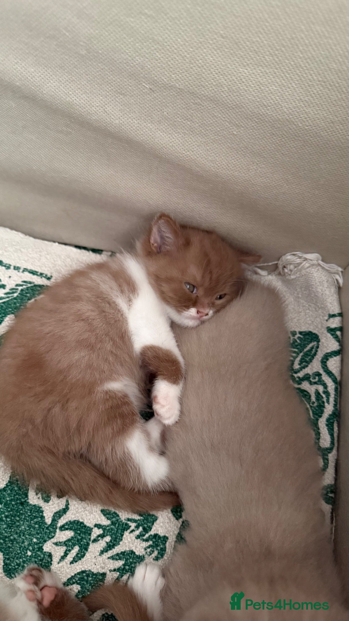 British Shorthair cats Cinnamon -white BSH  - Advert 2