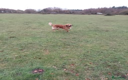 Golden Retriever dogs for stud: Golden Retriver Red/Dark Stud Dog - Image 14