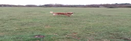 Golden Retriever dogs for stud: Golden Retriver Red/Dark Stud Dog in Southampton - Advert 14